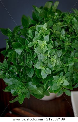 Bazil leaves on kitchen over wooden table