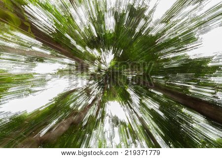 The forest with abstract zoom bright backgroundlens zoom effect the green forest