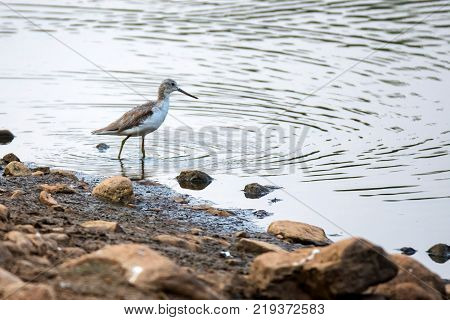Common greenshank or Tringa nebularia in Ranthambore National Park, India
