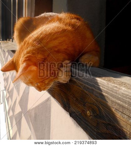 Ginger cat peeking from the balcony. Red domestic kitten close-up.