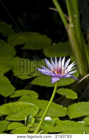 粉红色 Dayblooming 莉莉