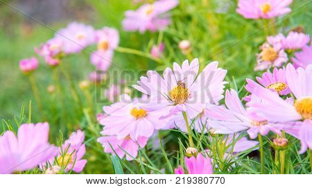 bumble bee In Flower Garden Cosmos (Cosmos Bipinnatus). Bee inside of pink flower in shine of the sun.