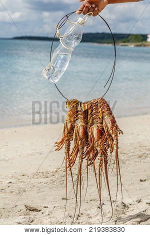 Several freshly caught big caribbean langustas or spiny lobsters tied together to be cooked on Luna beach Cienfuegos Cuba