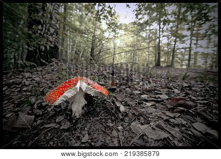 Red Agaric , alone in the forest between tall trees