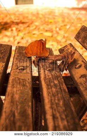 Autumn Leaves On Wooden Bench Colors Modified To Increase Contrast