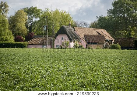 A crop of broad bean plants in flower growing in a field with a pink cottage in the background