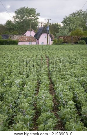 A crop of broad bean plants in flower growing in rows in a field with a pink cottage in the background