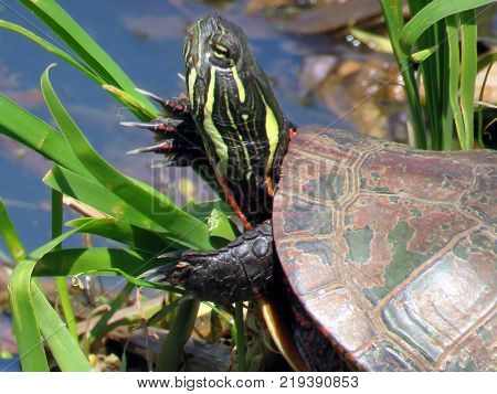 The portrait of a Painted Turtle 