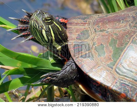 Portrait of a Painted Turtle on the Oakbank Pond in Thornhill Canada May 23 2016