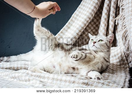 Pregnant cat plays with human hand on fabric material.