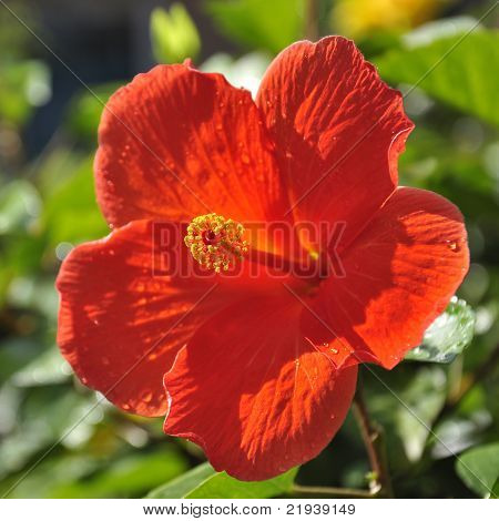 Red Hibiscus Blume