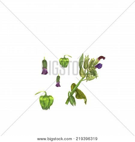 Flowers and leaves of Cynoglossum. Watercolor illustration on white.