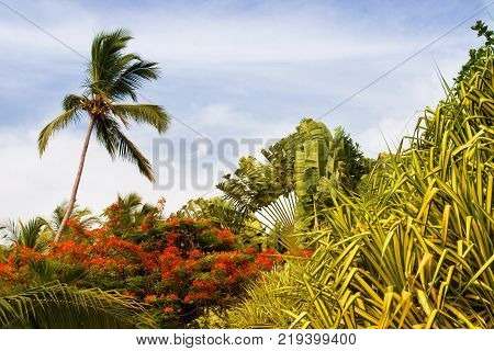 Palm tree with coconuts against the blue sky.