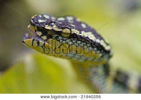 วัดไวเปอร์ (Tropidolaemus wagleri)