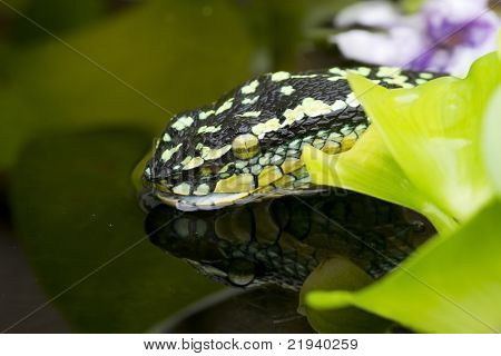วัดไวเปอร์ (Tropidolaemus wagleri)