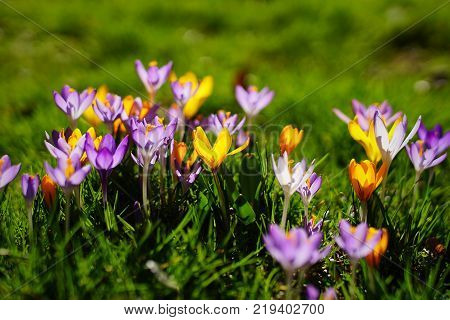 yellow and purple crocuses growing on the ground in early spring.