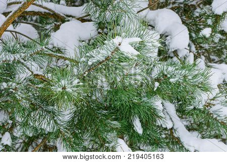 green coniferous pine branches under the snow in the forest
