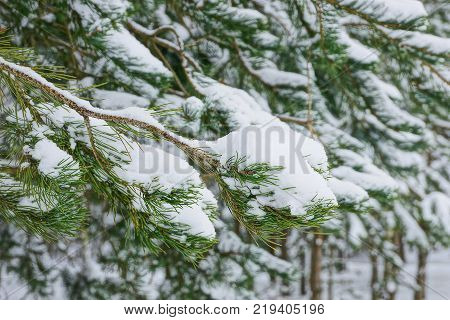 green coniferous pine branches under the snow in the park
