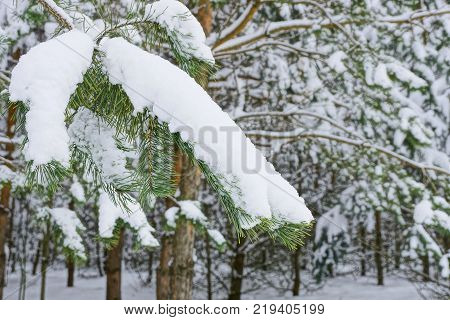 green coniferous pine branch under the snow in the forest