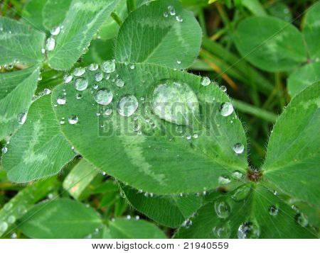 Gouttes de pluie sur les feuilles