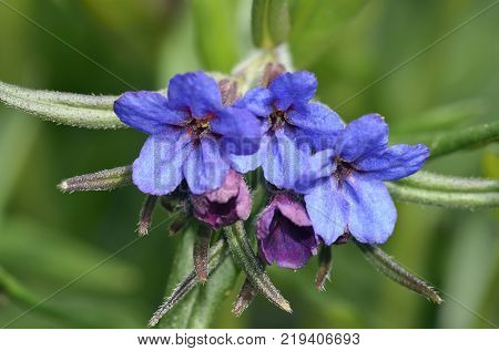 Purple Gromwell