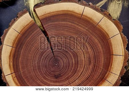 Stump tree with rings and cracks close-up