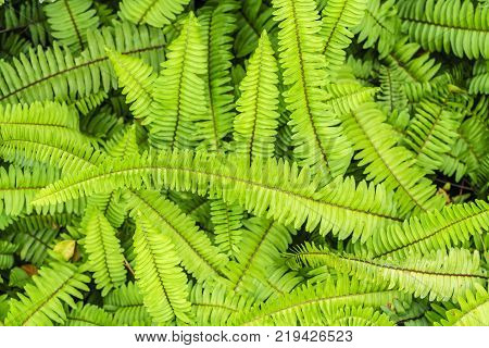 Green native fern or Nephrolepis cordifolia in the garden Thailand