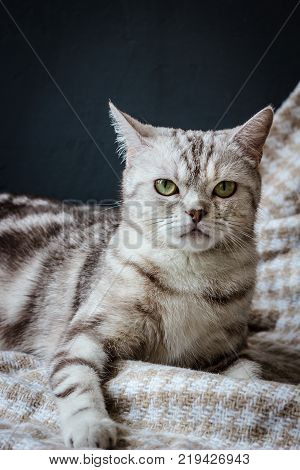 Brittish cat sitting on the fabric material.