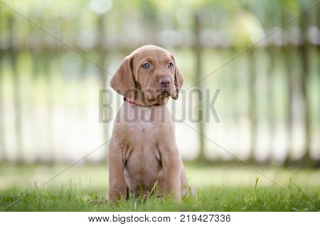 5 week old puppies of vizsla hound dog