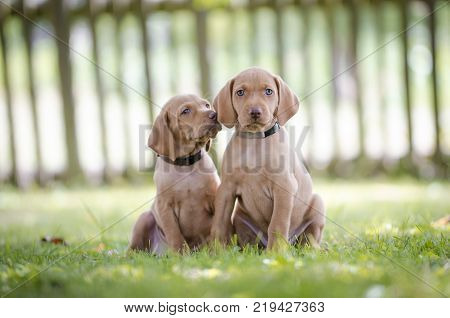 5 week old puppies of vizsla hound dog