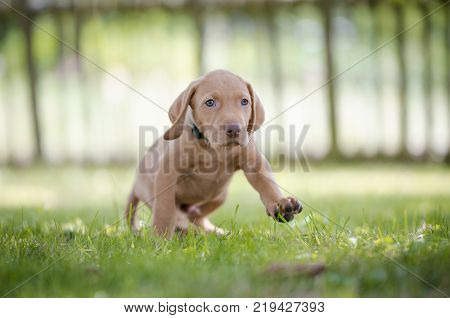 5 week old puppies of vizsla hound dog
