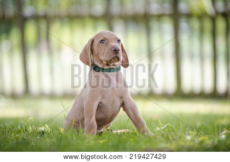 5 week old puppies of vizsla hound dog