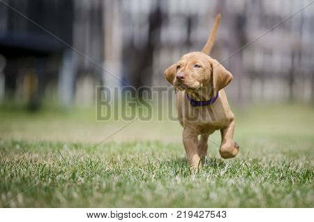 5 week old puppies of vizsla hound dog