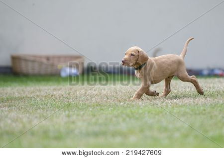 5 week old puppies of vizsla hound dog
