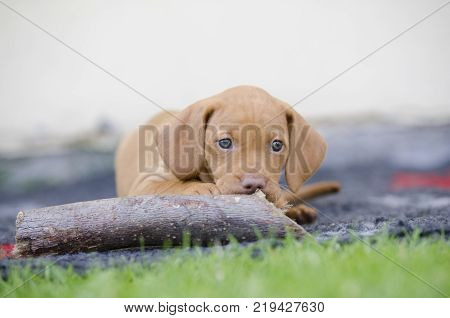 5 week old puppies of vizsla hound dog