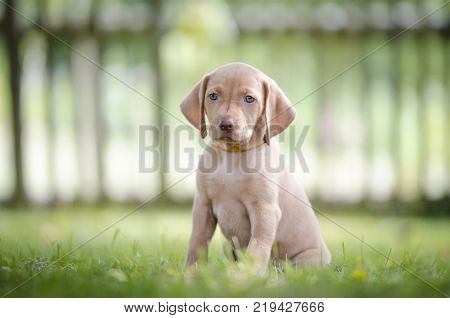 5 week old puppies of vizsla hound dog