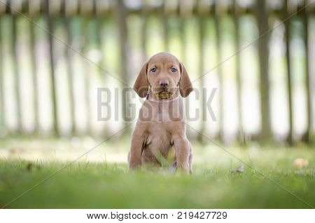 5 week old puppies of vizsla hound dog