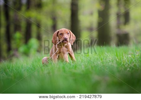Ten week old puppy of vizsla dog in the forrest in spring time