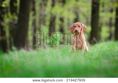 Ten week old puppy of vizsla dog in the forrest in spring time