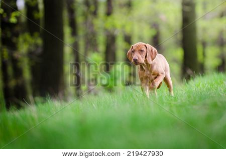 Ten week old puppy of vizsla dog in the forrest in spring time