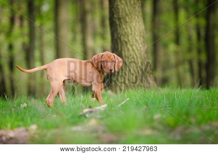 Ten week old puppy of vizsla dog in the forrest in spring time