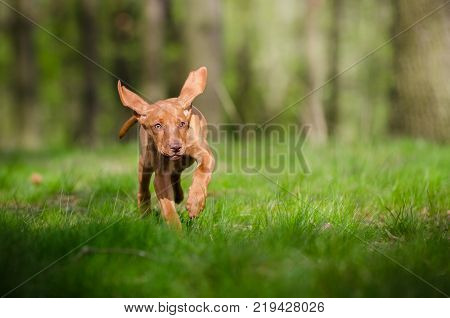 Ten week old puppy of vizsla dog in the forrest in spring time