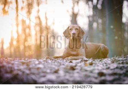 Portrait of hungarian vizsla hunter dog in spring