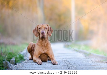Portrait of hungarian vizsla hunter dog in spring