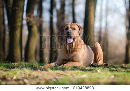 Tosa Inu fight dog in forrest in spring time