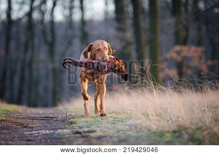 Hungarian hound pinter dog in the spring forrest