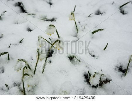 Just Appeared White Spring Flower Lavishly Covered With Fluffy Snow After Weather Phenomena - Snowfa