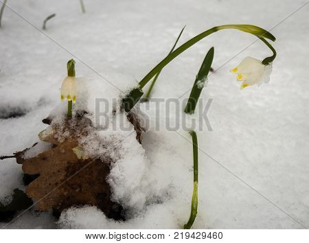 Just Appeared White Spring Flower Lavishly Covered With Fluffy Snow After Weather Phenomena - Snowfa