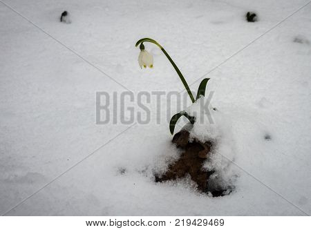 Just Appeared White Spring Flower Lavishly Covered With Fluffy Snow After Weather Phenomena - Snowfa