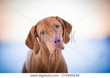 Hungarian hound dog on snow in winter time